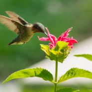Aug 17 2017 Hummingbirds and Flowers