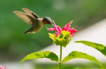 Aug 17 2017 Hummingbirds and Flowers